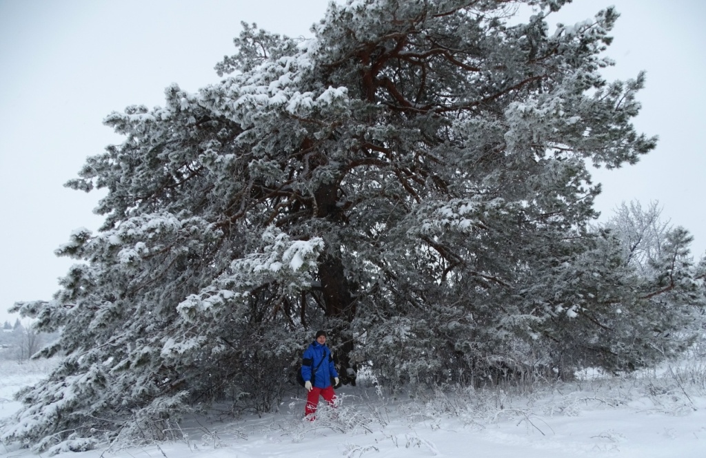 Саратовскую сказочную сосну внесли в реестр старовозрастных деревьев России